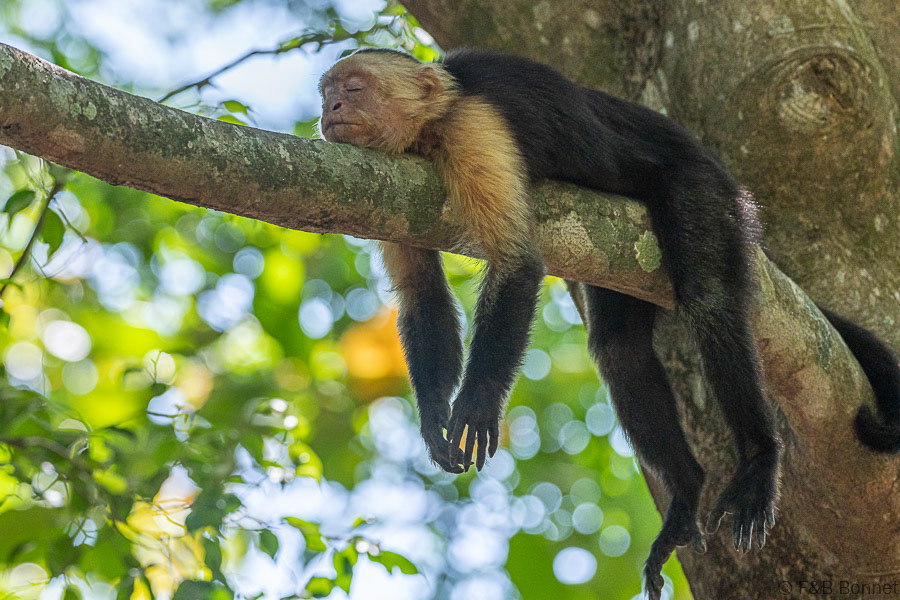 Florent & Bertrand Bonnet-White-throated Capuchin-Peninsula de Nicoya