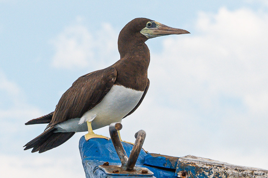 Florent & Bertrand Bonnet-Brown Bobby-Peninsula de Nicoya