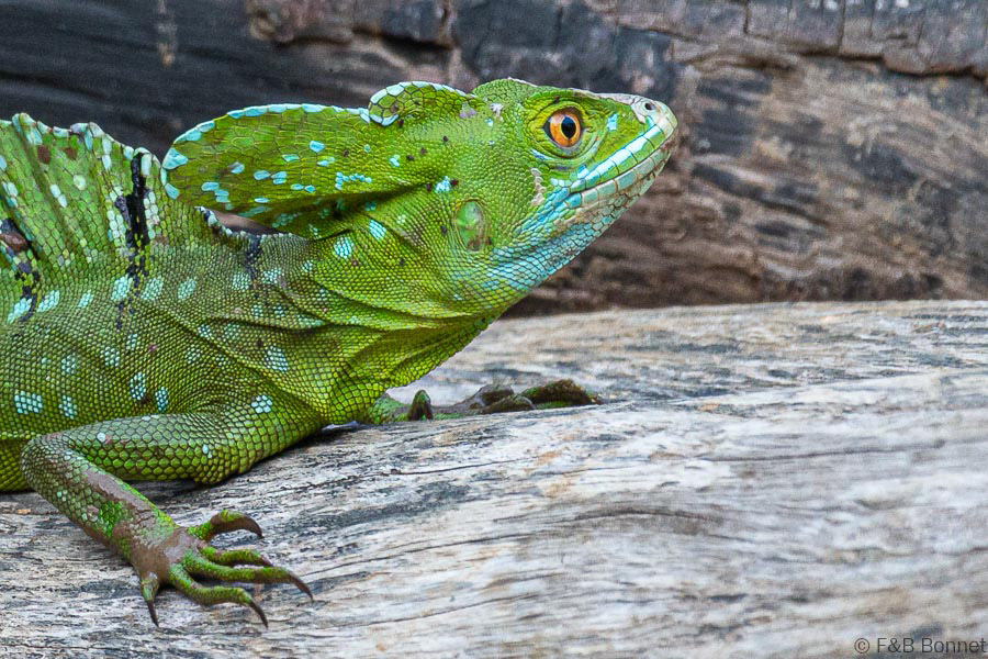 Florent & Bertrand Bonnet-Plumed Basilisk-Caño Negro