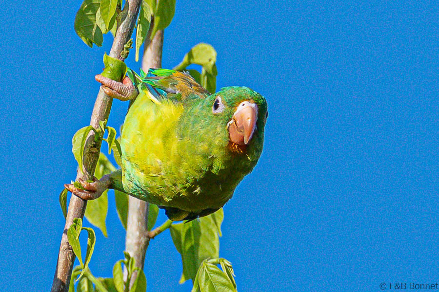 Florent & Bertrand Bonnet-Orange-chinned Parakeet-Carara