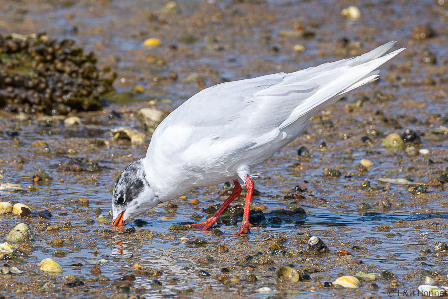 Florent & Bertrand Bonnet-Mouette rieuse-Bretagne