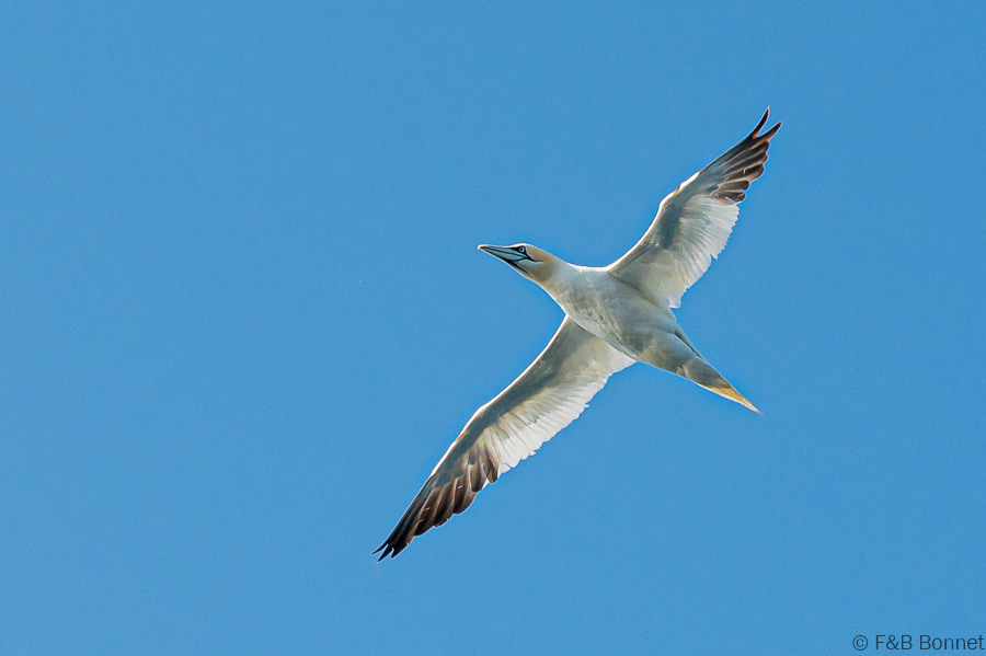 Florent & Bertrand Bonnet-Fou de Bassan-Bretagne