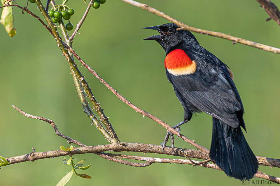 Florent & Bertrand Bonnet-Red-winged Blackbird-Caño Negro