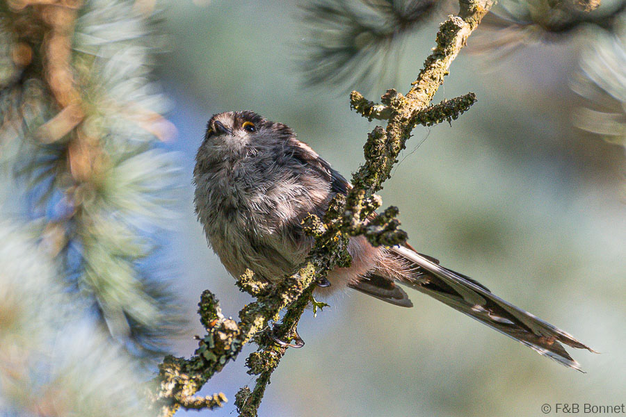 Florent & Bertrand Bonnet-Mésange à longue queue-Bretagne
