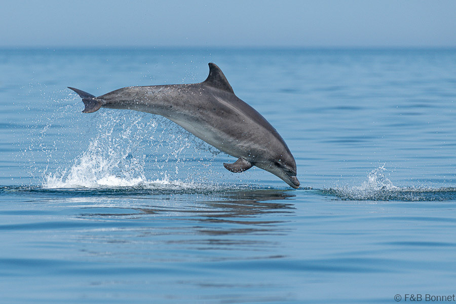 Florent & Bertrand Bonnet-Grand dauphin commun-Bretagne