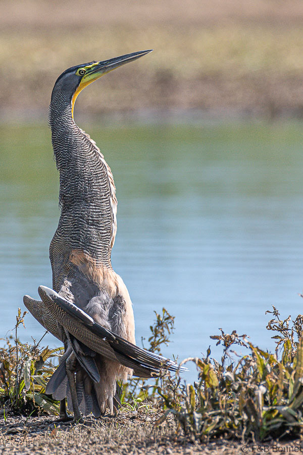 Florent & Bertrand Bonnet-Bare-throated Tiger-Heron-Caño Negro