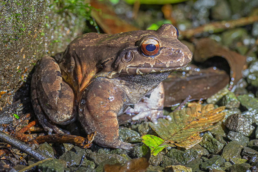 Florent & Bertrand Bonnet-Smokey Jungle Frog-La Fortuna