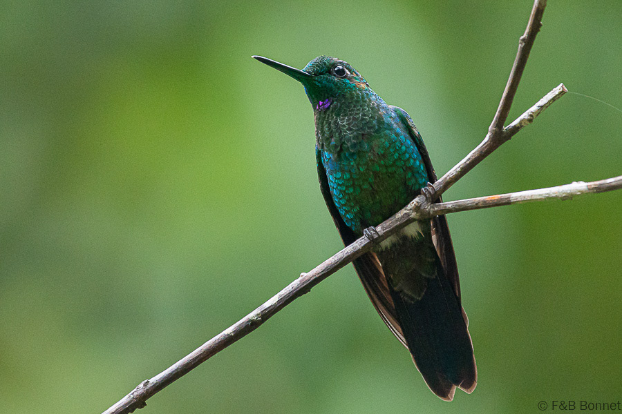 Florent & Bertrand Bonnet-Green-crowned Brilliant-Orosi