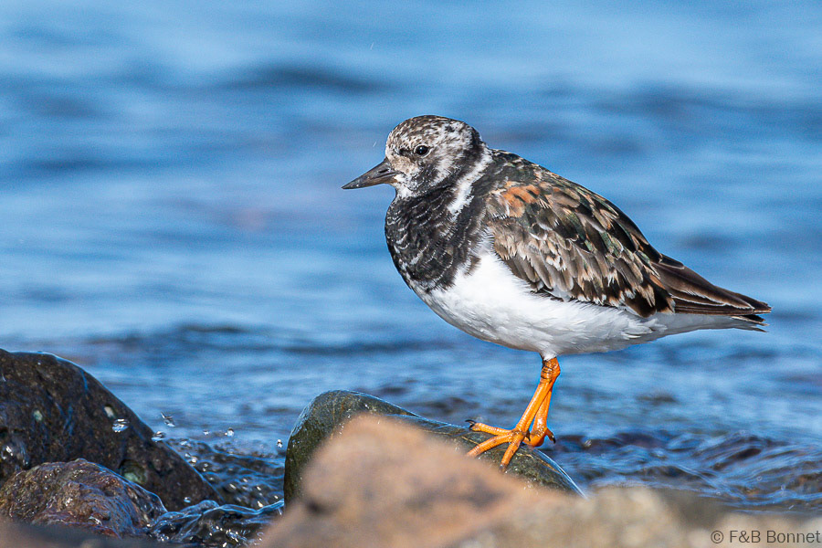 Florent & Bertrand Bonnet-Tournepierre à collier-Bretagne