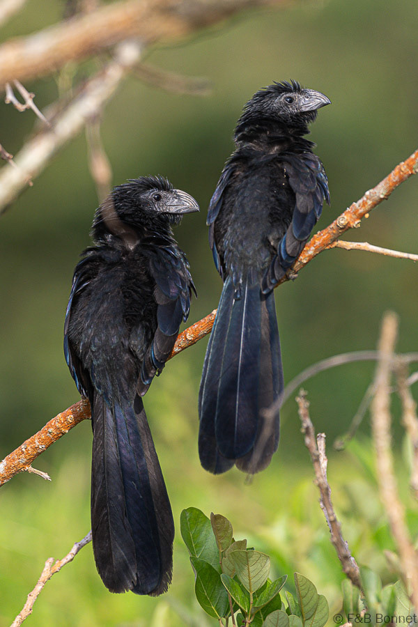 Florent & Bertrand Bonnet-Groove-billed Ani-Caño Negro