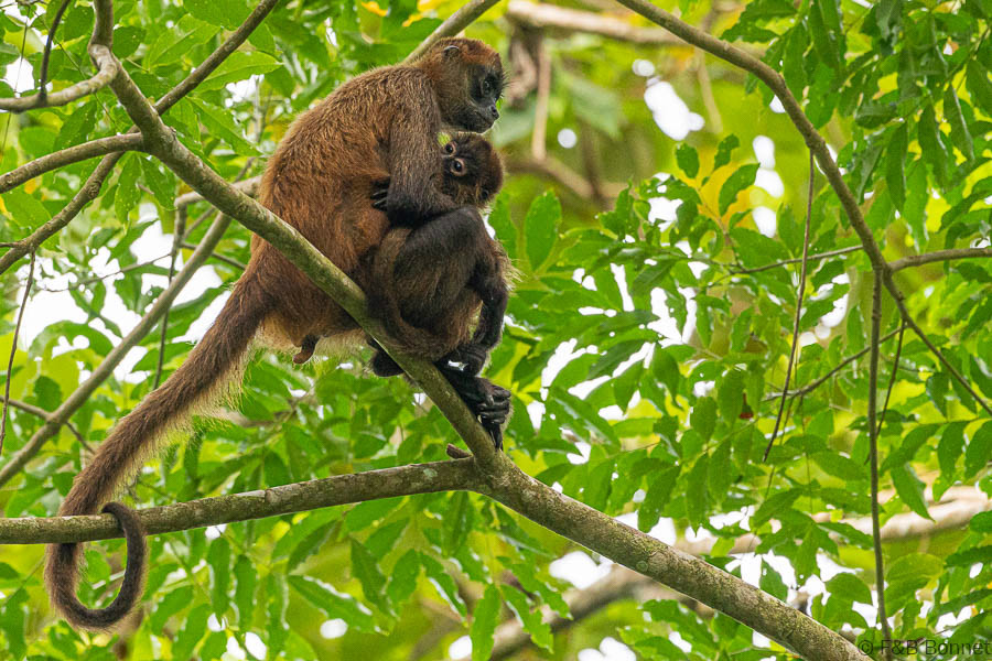 Florent & Bertrand Bonnet-Spider Monkey-Tortuguero
