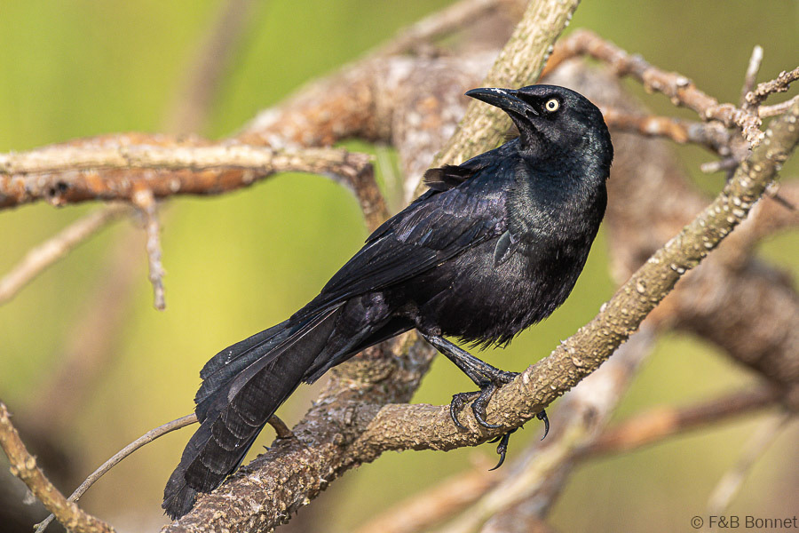 Florent & Bertrand Bonnet-Nicaraguan Grackle-Caño Negro