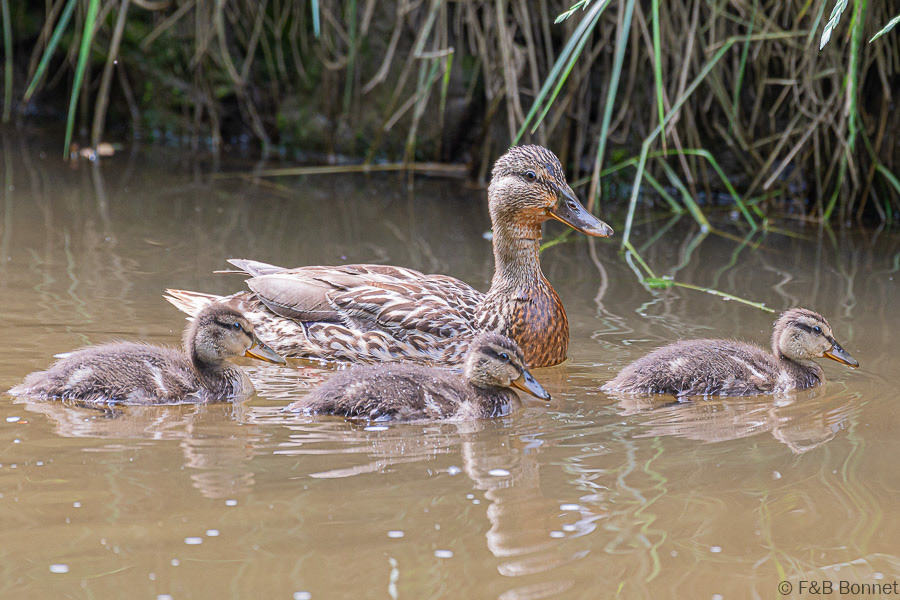 Florent & Bertrand Bonnet-Canard colvert-Bretagne