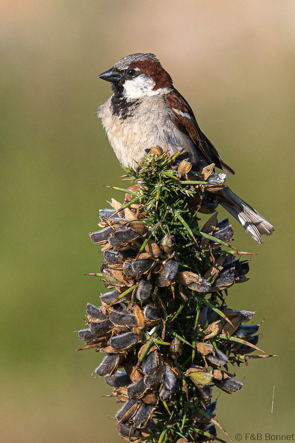 Florent & Bertrand Bonnet-Moineau domestique-Bretagne