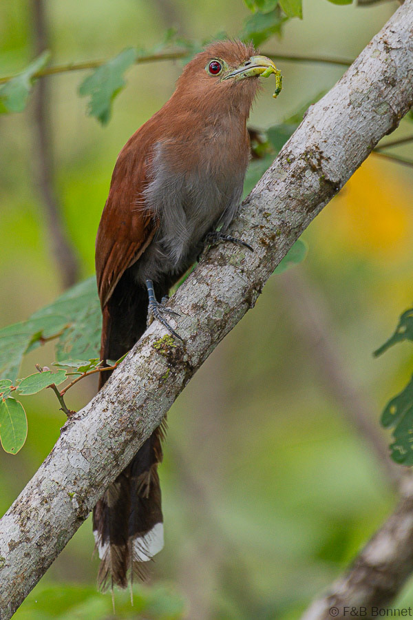 Florent & Bertrand Bonnet-Squirrel Cuckoo-Caño Negro