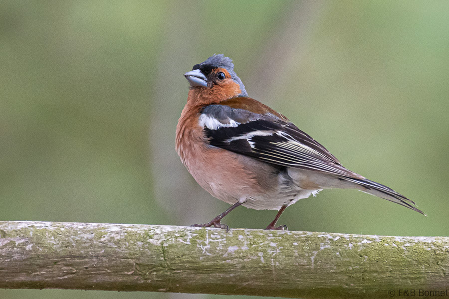Florent & Bertrand Bonnet-Pinson des arbres-Bretagne
