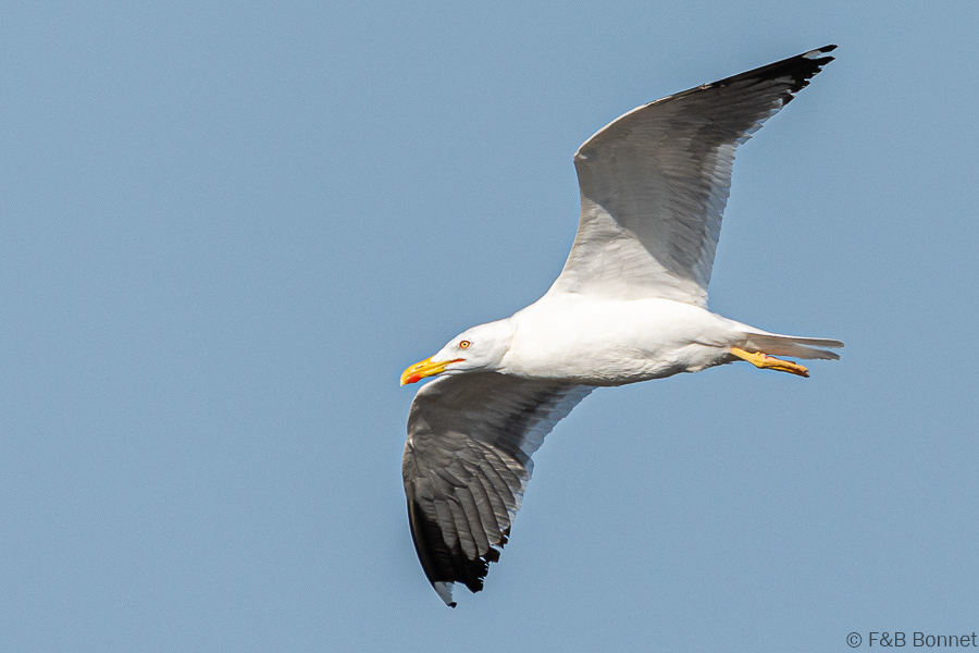 Florent & Bertrand Bonnet-Goéland brun-Bretagne