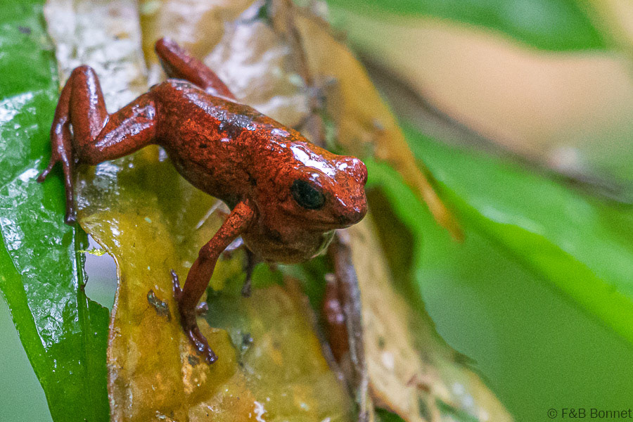 Florent & Bertrand Bonnet-Strawberry poison frog-Manzanillo