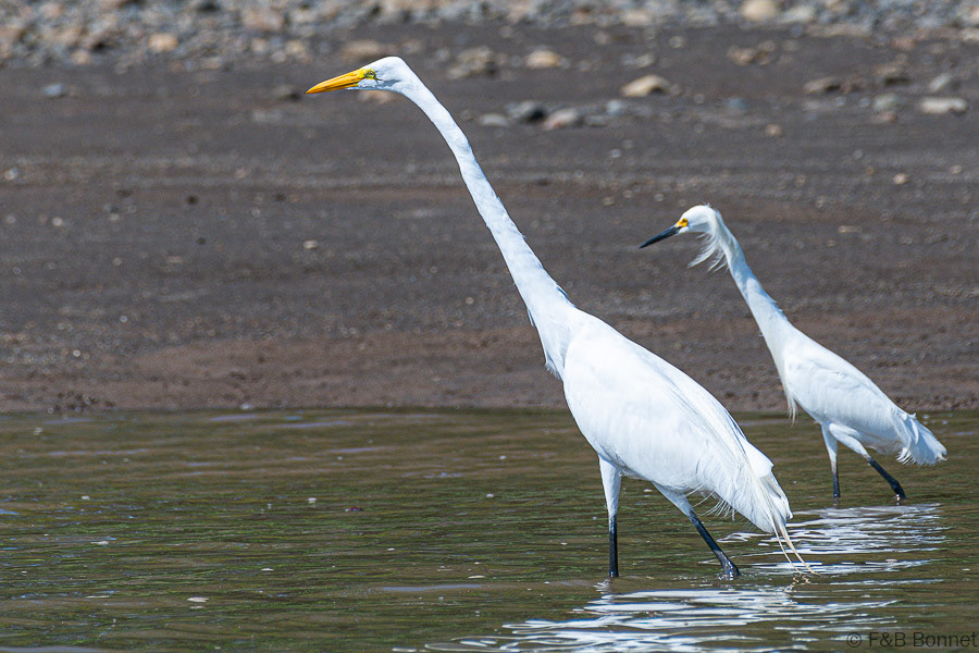 Florent & Bertrand Bonnet-Great Egret-Snowy Egret-Carara