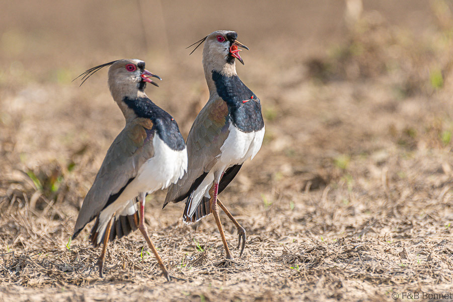 Florent & Bertrand Bonnet-Southern Lapwing-Caño Negro
