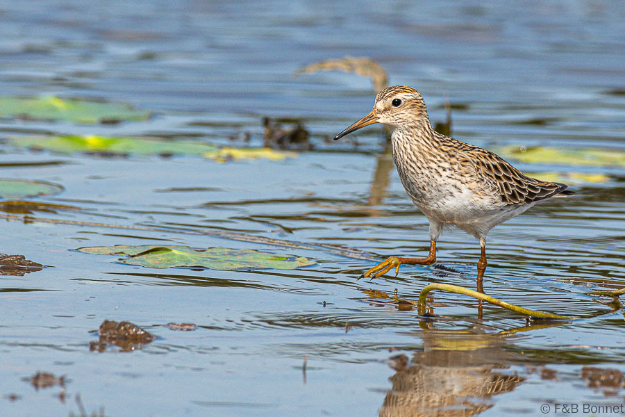 Florent & Bertrand Bonnet-Pectoral Sandpiper-Caño Negro