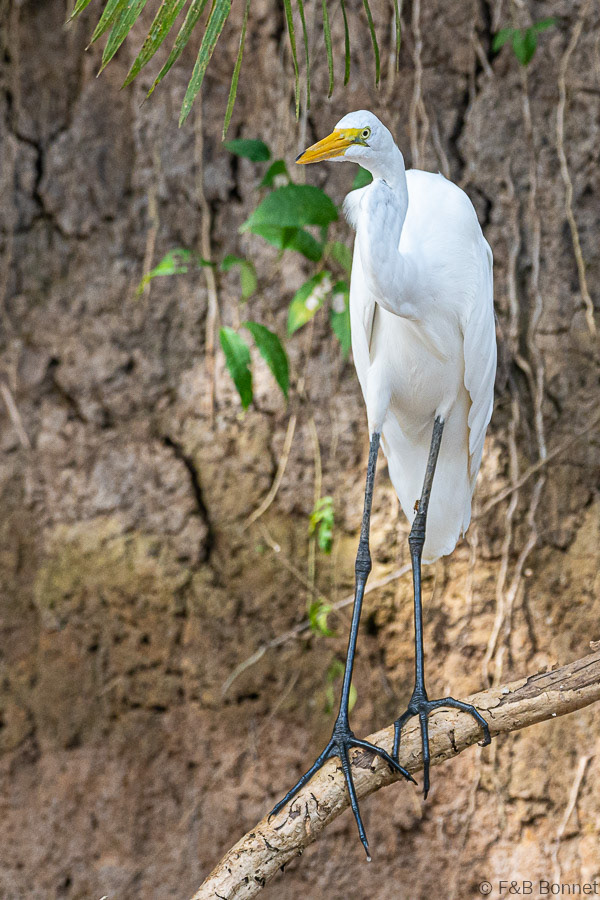 Florent & Bertrand Bonnet-Great Egret-Caño Negro