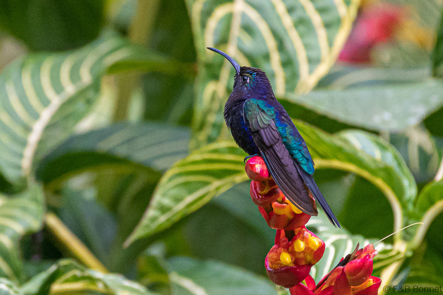 Florent & Bertrand Bonnet-Violet Sabrewing-Orosi