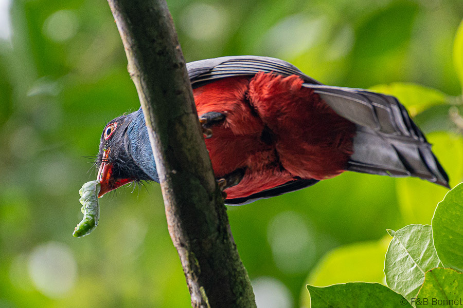Florent & Bertrand Bonnet-Slaty-tailed Trogon-Tortuguero
