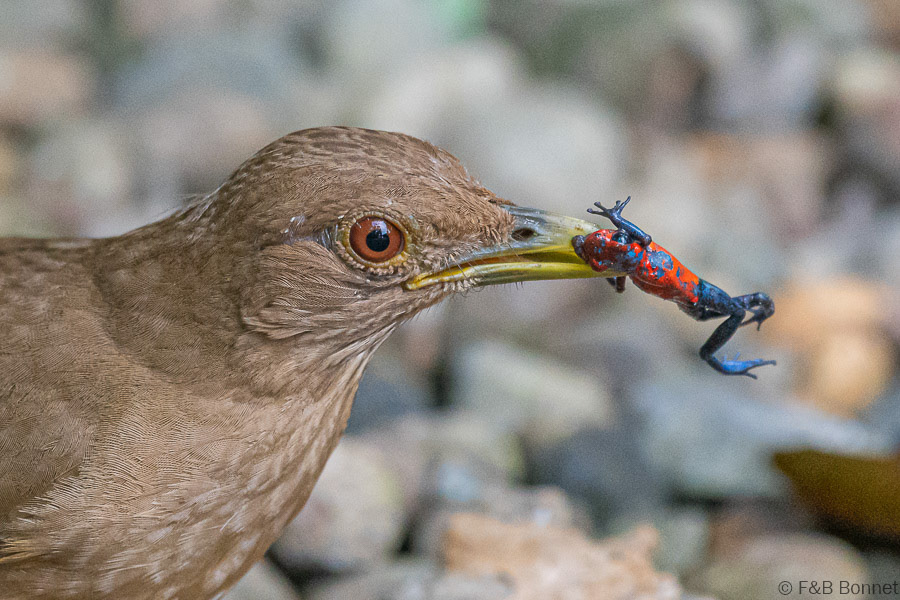 Florent & Bertrand Bonnet-Clay-colored Thrush-Strawberry poison frog-La Fortuna