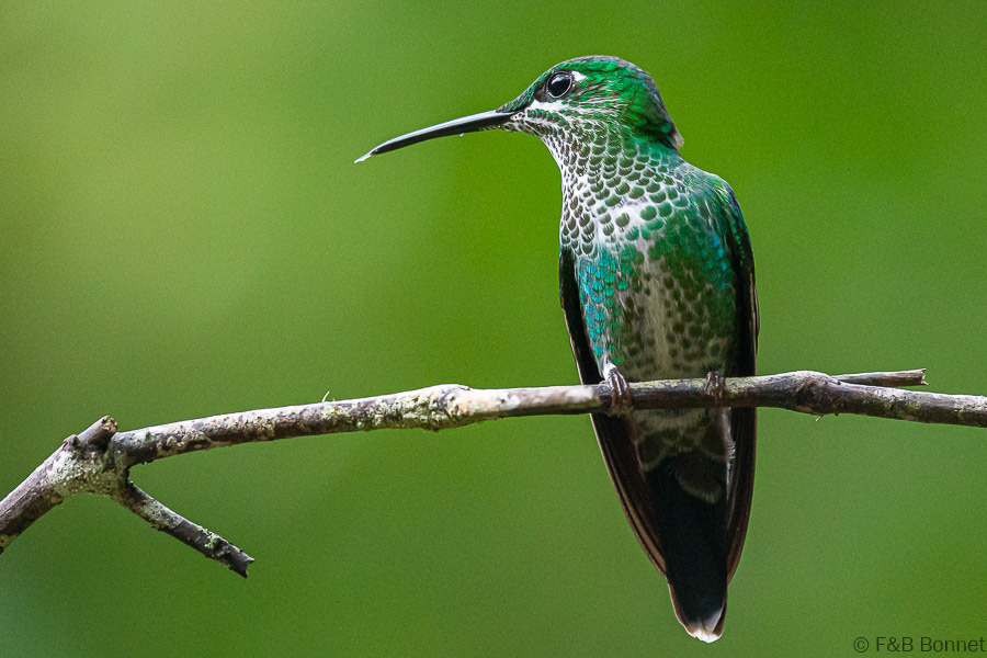 Florent & Bertrand Bonnet-Green-crowned Brilliant-Orosi