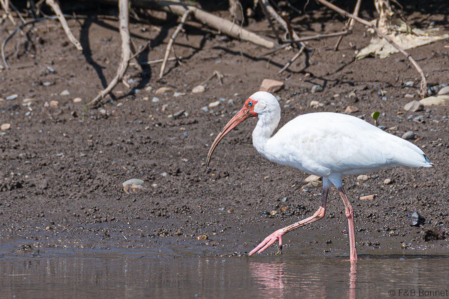 Florent & Bertrand Bonnet-White Ibis-Carara