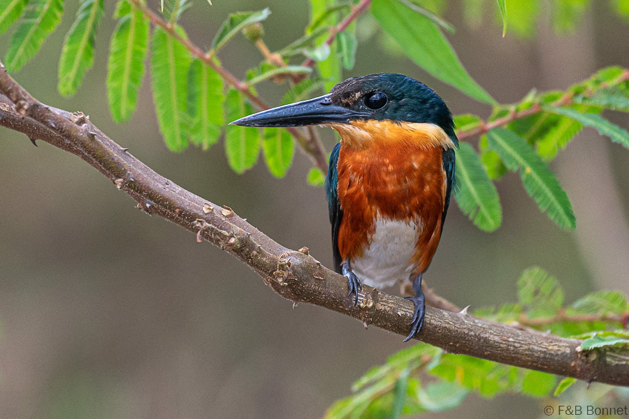 Florent & Bertrand Bonnet-American Pygmy Kingfisher-Caño Negro