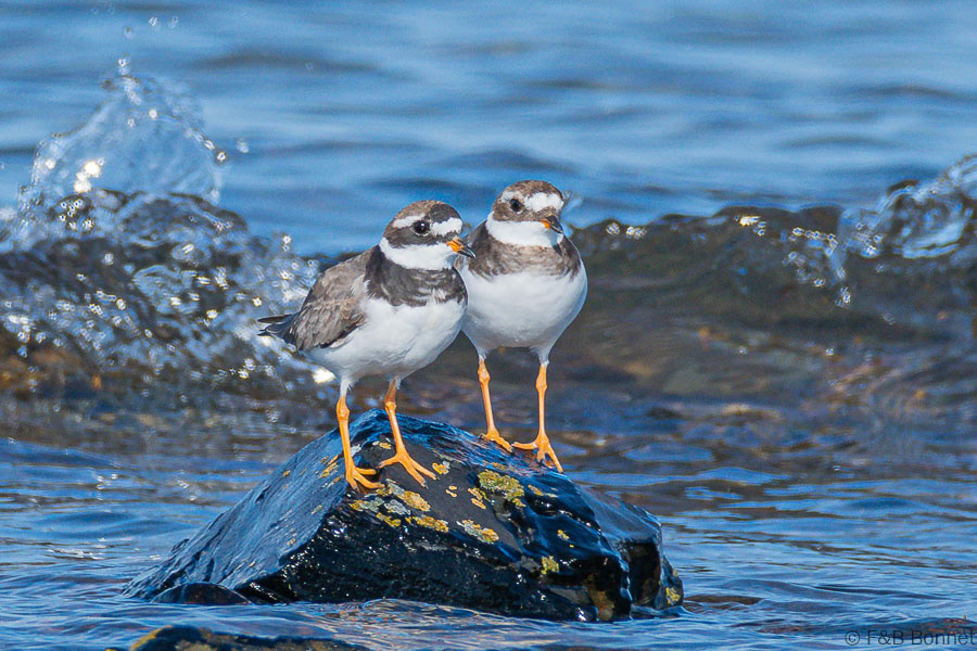Florent & Bertrand Bonnet-Grand Gravelot-Bretagne