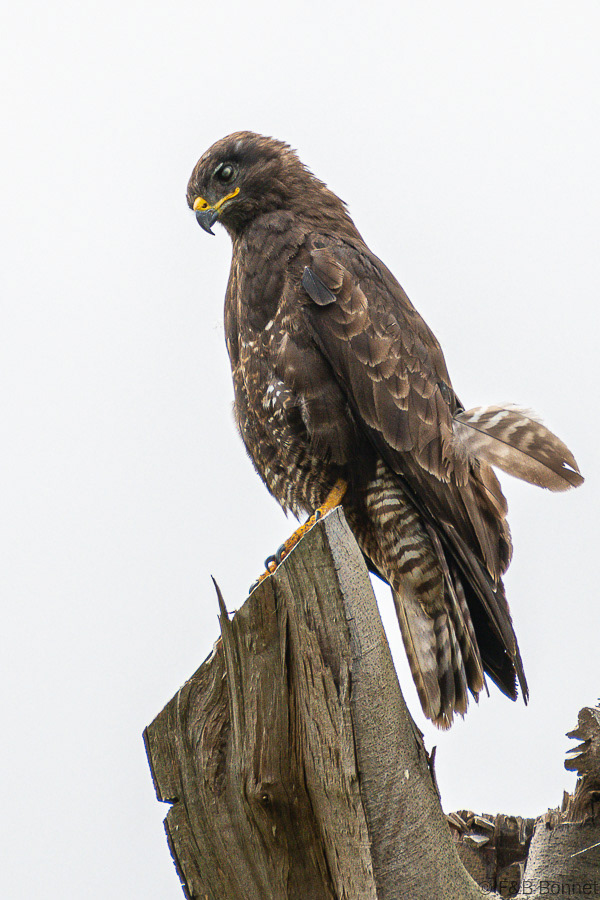 Florent & Bertrand Bonnet-Buse variable-Bretagne