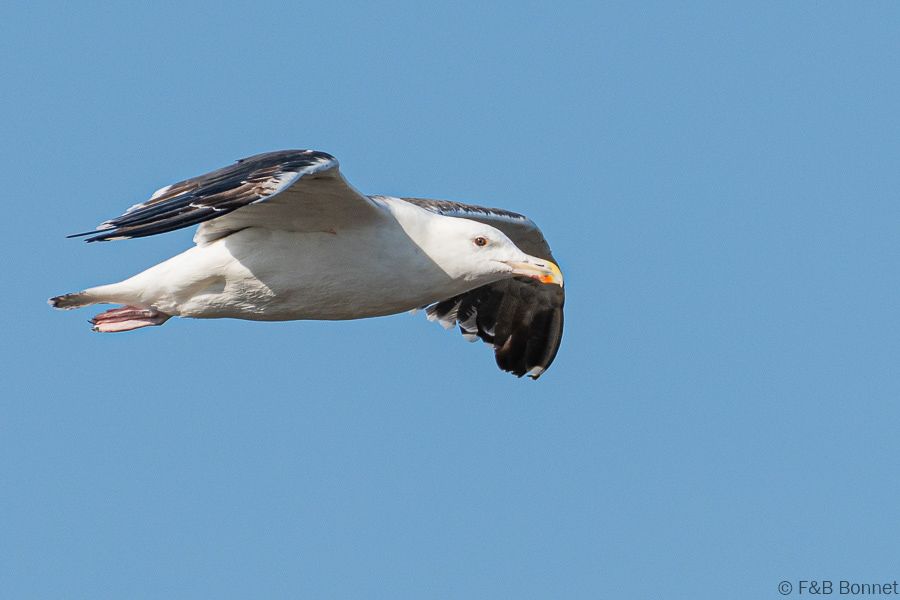 Florent & Bertrand Bonnet-Goéland marin-Bretagne