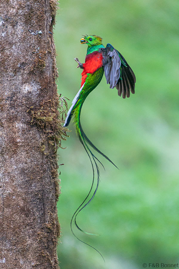 Florent & Bertrand Bonnet-Resplendent Quetzal-Copey de Dota