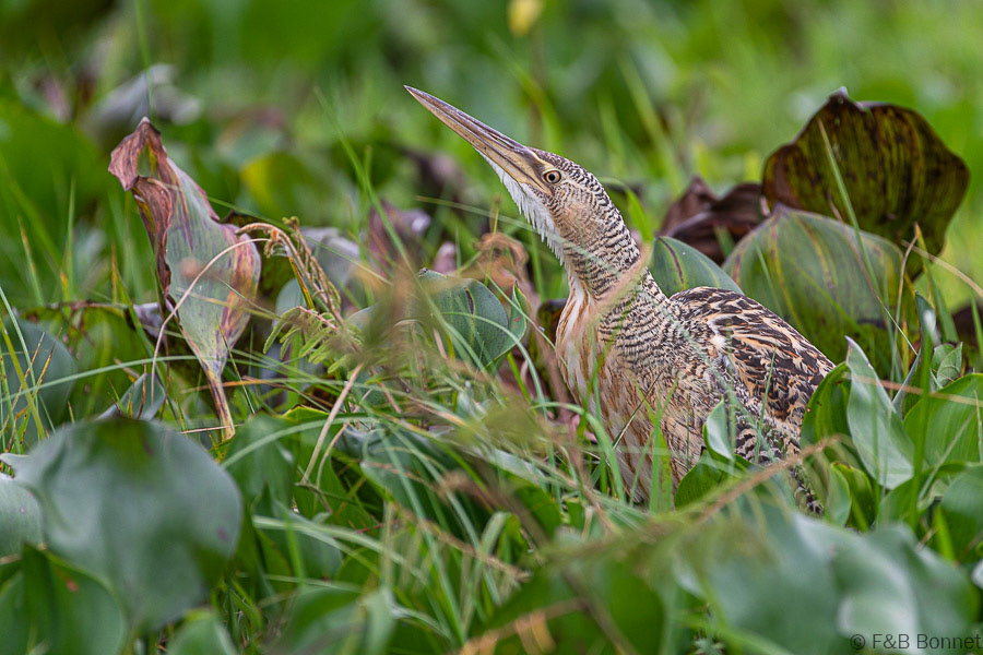 Florent & Bertrand Bonnet-Pinnated Bittern-Caño Negro