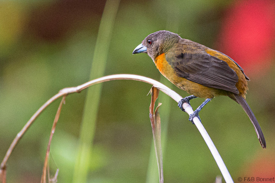 Florent & Bertrand Bonnet-Cherrie's Tanager-Peninsula de Osa