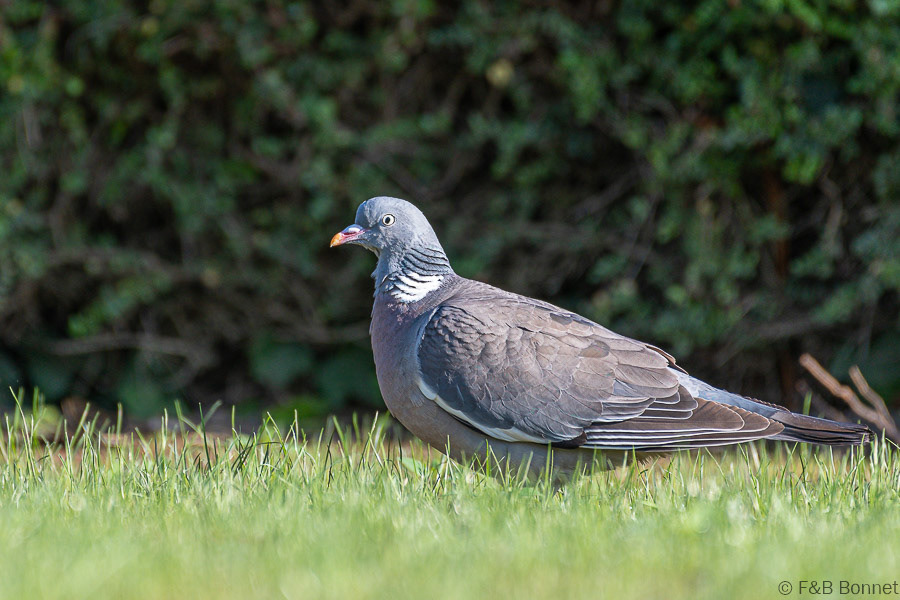 Florent & Bertrand Bonnet-Pigeon ramier-Bretagne