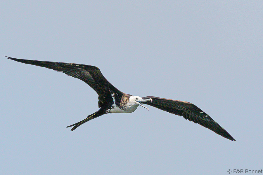 Florent & Bertrand Bonnet-Magnificent Frigatebird-Peninsula de Nicoya