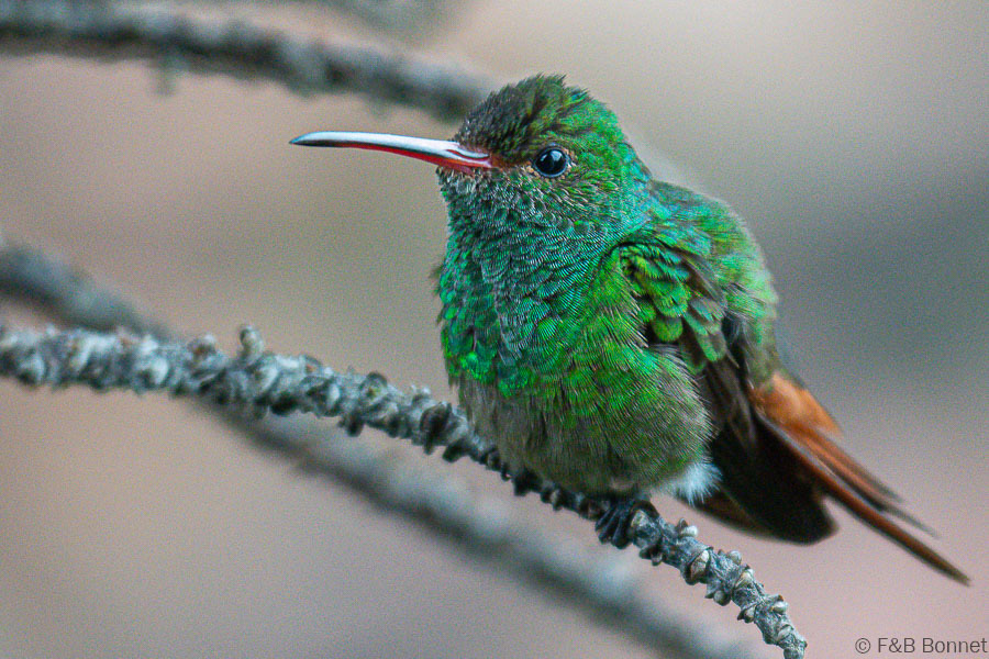 Florent & Bertrand Bonnet-Rufous-tailed Hummingbird-Orosi