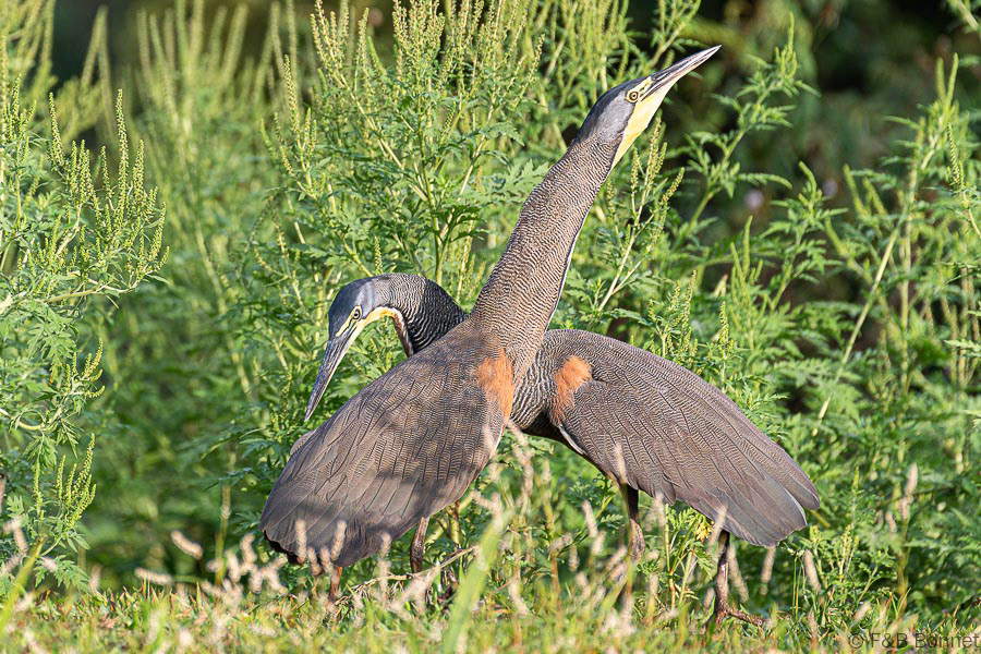 Florent & Bertrand Bonnet-Bare-throated Tiger-Heron-Caño Negro