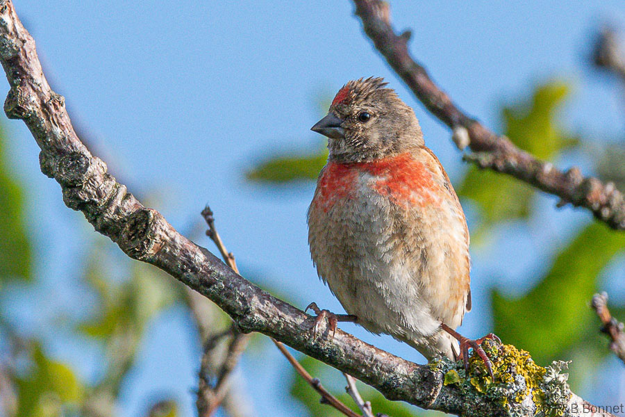 Florent & Bertrand Bonnet-Linotte mélodieuse-Bretagne