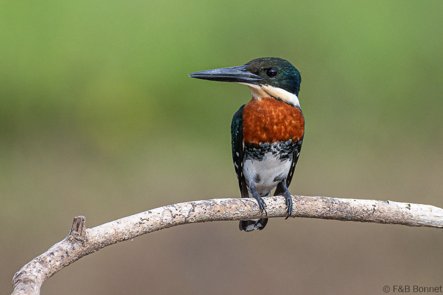 Florent & Bertrand Bonnet-Green Kingfisher-Caño Negro