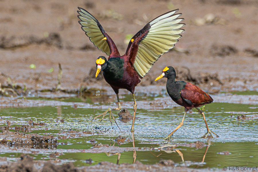 Florent & Bertrand Bonnet-Northern Jacana-Caño Negro