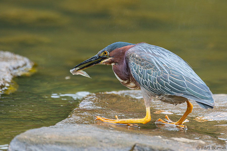 Florent & Bertrand Bonnet-Green Heron-Orosi
