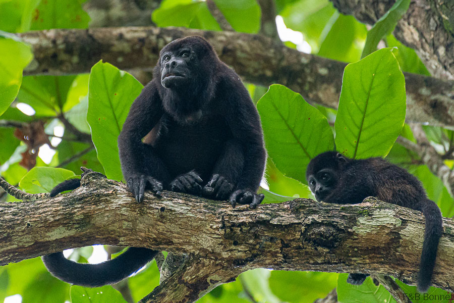Florent & Bertrand Bonnet-Mantled Howler Monkeys-Manzanillo
