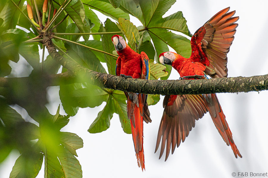 Florent & Bertrand Bonnet-Scarlett Macaw-Peninsula de Osa
