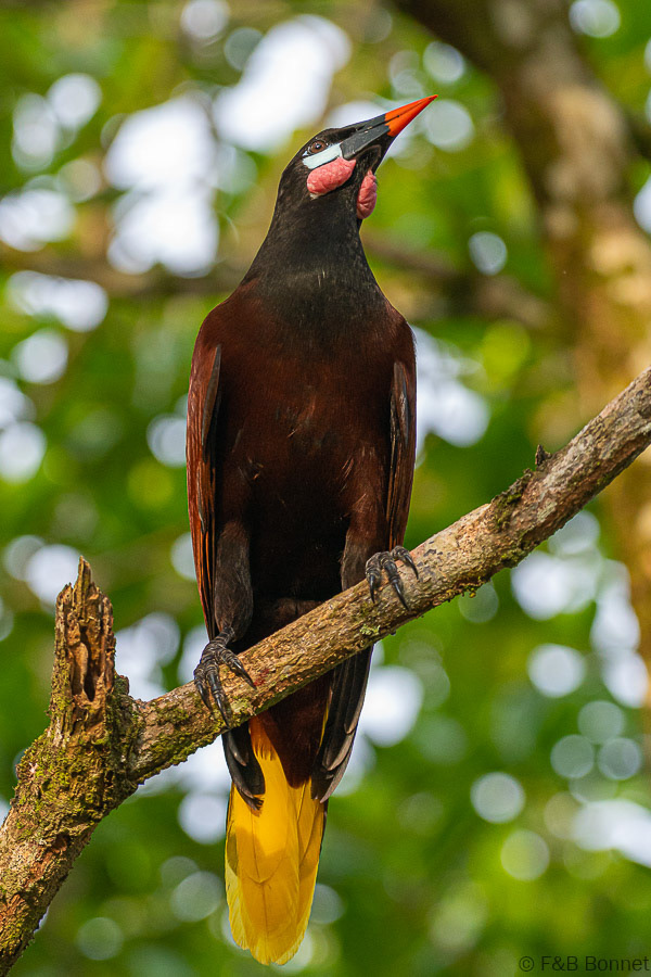 Florent & Bertrand Bonnet-Montezuma Oropendola-Tortuguero