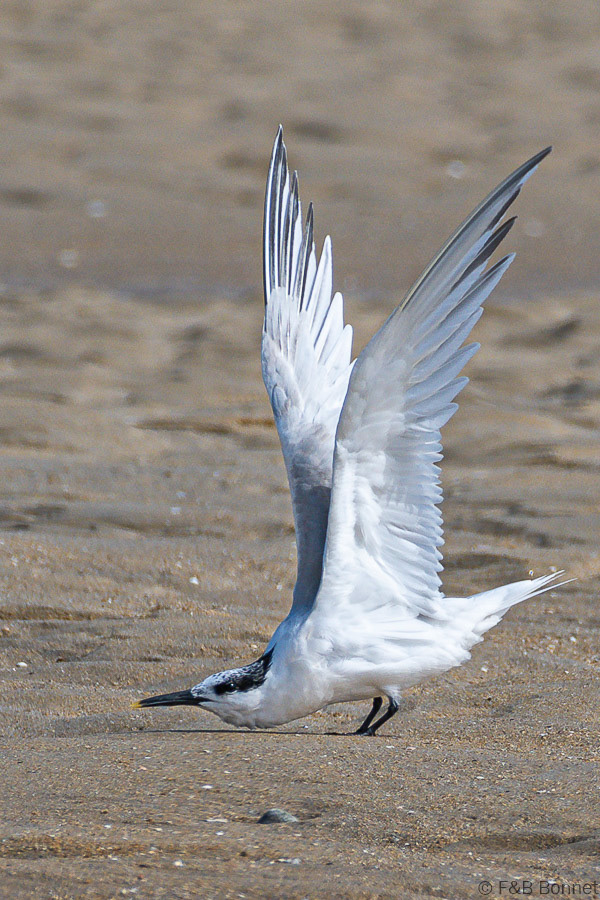Florent & Bertrand Bonnet-Sterne caugek-Bretagne